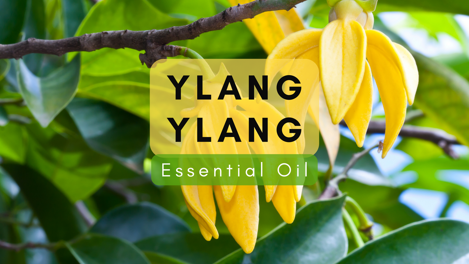 What is Ylang Ylang Essential Oil and the Benefits it Offers